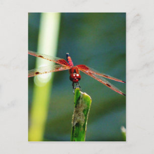 Frontale rode en zwarte dragonfly briefkaart