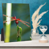 Frontale rode en zwarte dragonfly fotoplaat (Zijkant)