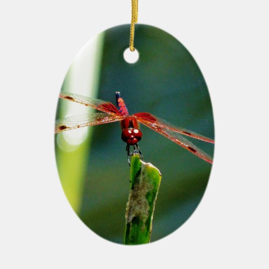 Frontale rode en zwarte dragonfly keramisch ornament (Voorkant)