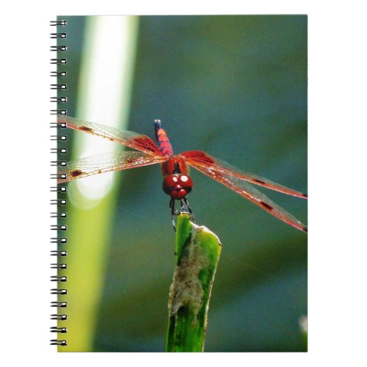 Frontale rode en zwarte dragonfly notitieboek (Voorkant)