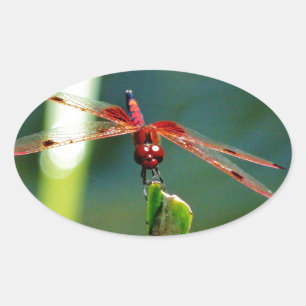 Frontale rode en zwarte dragonfly ovale sticker