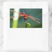 Frontale rode en zwarte dragonfly rechthoekige sticker (Tas)