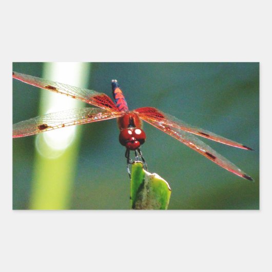 Frontale rode en zwarte dragonfly rechthoekige sticker (Voorkant)
