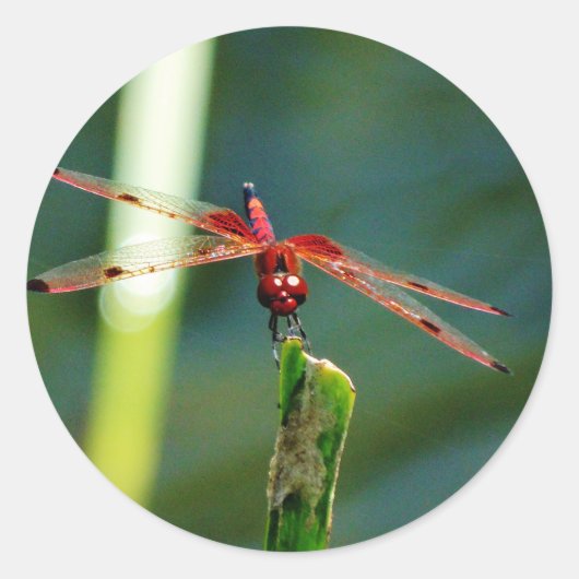 Frontale rode en zwarte dragonfly ronde sticker (Voorkant)