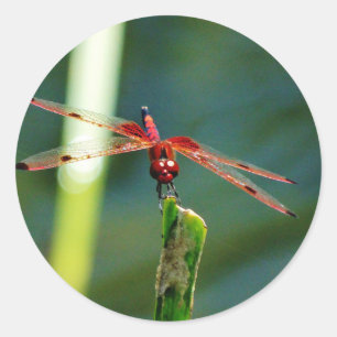 Frontale rode en zwarte dragonfly ronde sticker