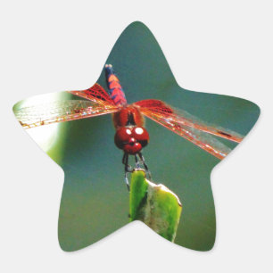 Frontale rode en zwarte dragonfly ster sticker