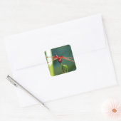 Frontale rode en zwarte dragonfly vierkante sticker (Envelop)