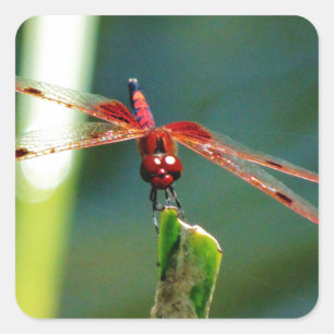 Frontale rode en zwarte dragonfly vierkante sticker