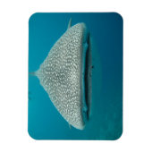 Frontale zicht op walvishaai magneet (Verticaal)