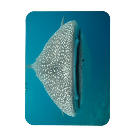 Frontale zicht op walvishaai magneet (Verticaal)