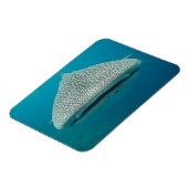 Frontale zicht op walvishaai magneet (Linkerzijde)