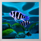 Frontosa Cichlid Plecostomus Aquarium Vis Poster (Voorkant)
