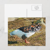 Froose Briefkaart (Voorkant / Achterkant)