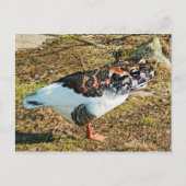 Froose Briefkaart (Voorkant)