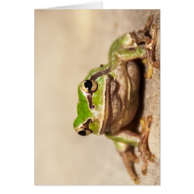 FROSCH (Voorkant)