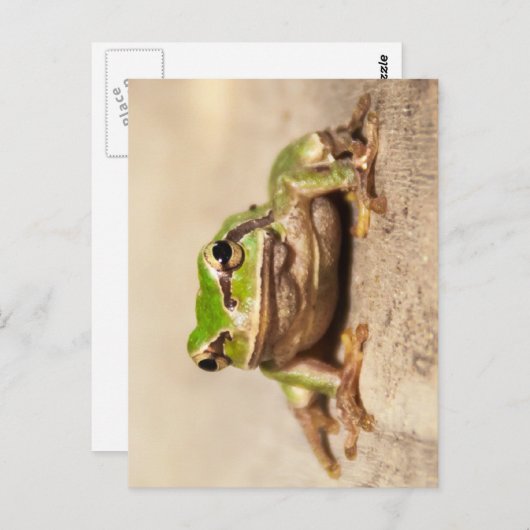 FROSCH BRIEFKAART (Voorkant / Achterkant)