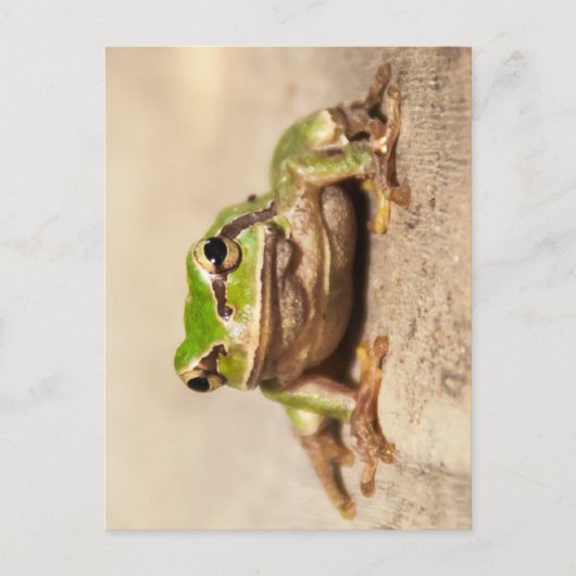 FROSCH BRIEFKAART (Voorkant)