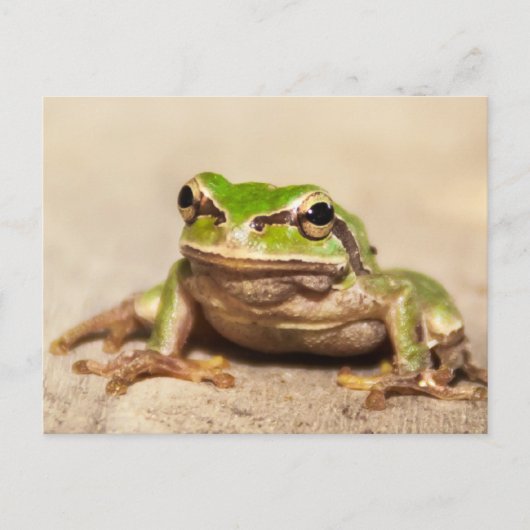 FROSCH BRIEFKAART (Voorkant)
