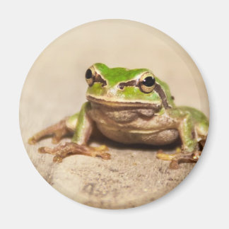 FROSCH MAGNEET