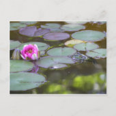 Frosch mit Seerose Briefkaart (Voorkant)