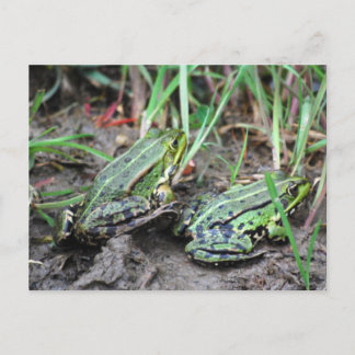 Froschpaar Briefkaart