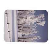 Frost Covered Trees and Fence, Colorado Magneet (Horizontaal)
