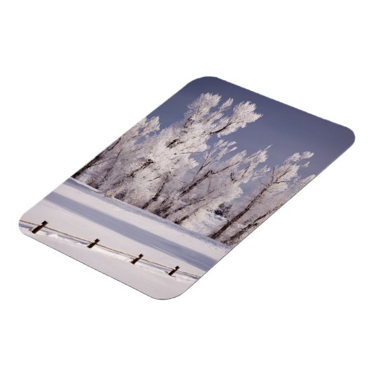 Frost Covered Trees and Fence, Colorado Magneet (Linkerzijde)