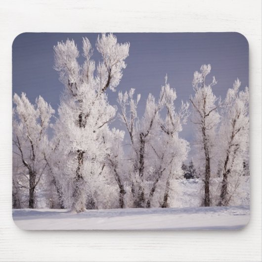 Frost Covered Trees and Fence, Colorado Muismat (Voorkant)