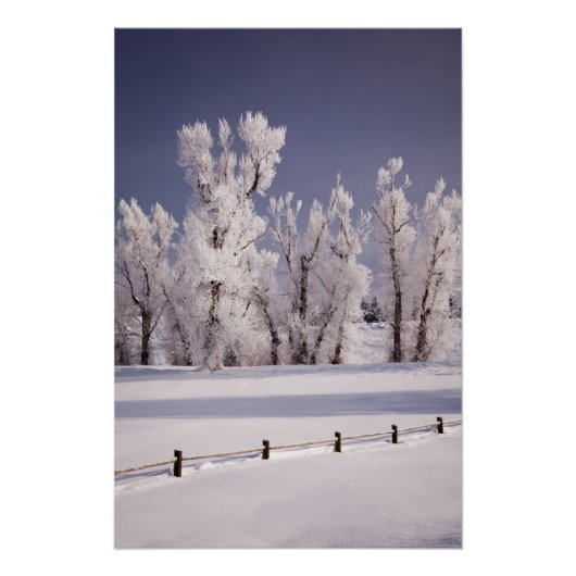 Frost Covered Trees and Fence, Colorado Poster (Voorkant)