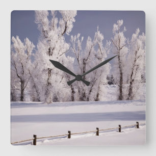 Frost Covered Trees and Fence, Colorado Vierkante Klok