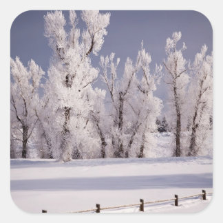 Frost Covered Trees and Fence, Colorado Vierkante Sticker