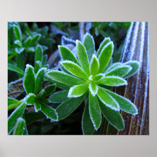 Frost Haagbedstro Planten Foto Afdruk Poster