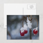 Frosted Berries Briefkaart (Voorkant / Achterkant)