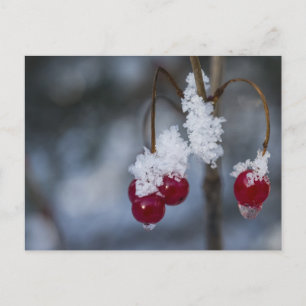Frosted Berries Briefkaart