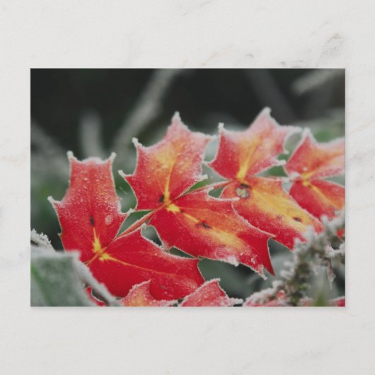 Frosted Leaves-postkaart Briefkaart (Voorkant)