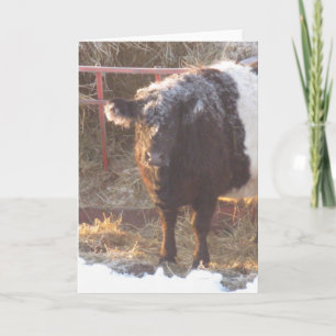 Frosty Belted Galloway Koe Holiday Kaart