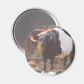 Frosty Belted Galloway Koe Magneet (Voorkant / Achterkant)