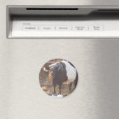 Frosty Belted Galloway Koe Magneet (Insitu (Vaatwasser))