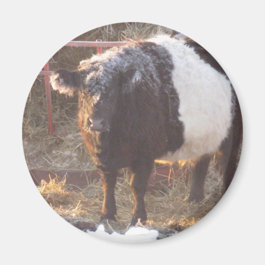Frosty Belted Galloway Koe Magneet (Voorkant)