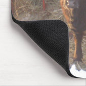 Frosty Belted Galloway Koe Muismat (Hoek)