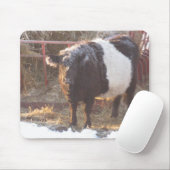 Frosty Belted Galloway Koe Muismat (Met muis)