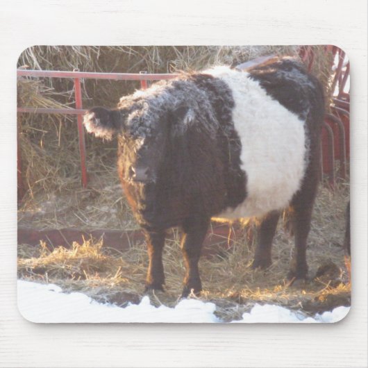 Frosty Belted Galloway Koe Muismat (Voorkant)