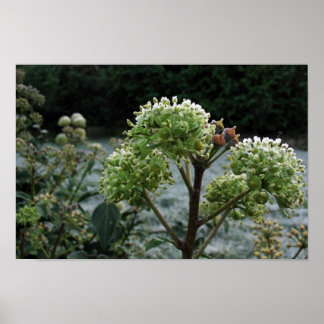 Frosty Foliage Poster