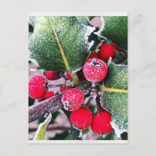 Frosty Holly Briefkaart