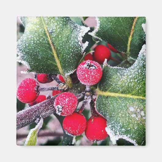 Frosty Holly Magneet (Voorkant)