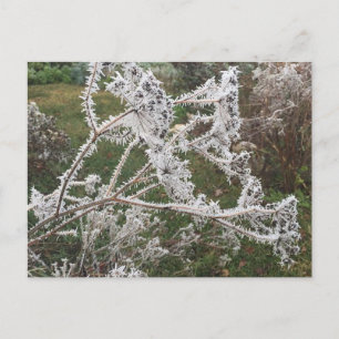 Frosty Morning Garden Briefkaart
