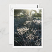 Frosty Morning in Cheshire Briefkaart (Voorkant / Achterkant)