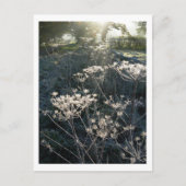 Frosty Morning in Cheshire Briefkaart (Voorkant)