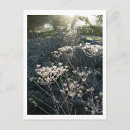 Frosty Morning in Cheshire Briefkaart