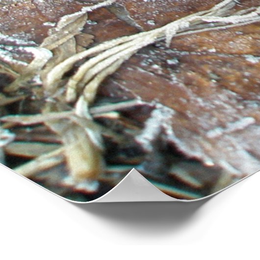 Frosty Morning laat Poster (Hoek)